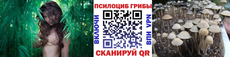 Купить закладки  Валдай  Псилоцибиновые грибы мицелий 